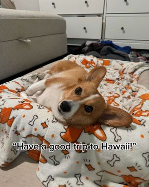 Image post by @ziggy_thecorg on Instagram