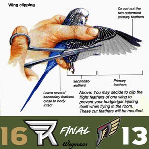 Image post by @rocknighthawks on Instagram