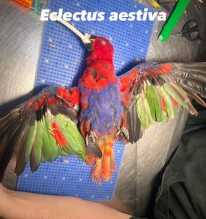 Image post by @vetgrespan on Instagram