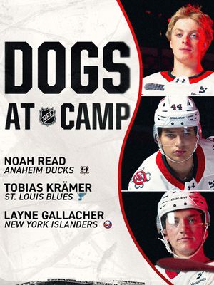 Image post by @ohlicedogs on Instagram