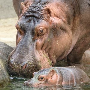 Image post by @sandiegozoo on Instagram