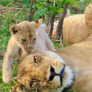 Image post by @chiawasafaris on Instagram
