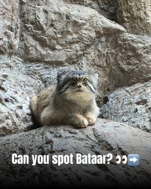 Image post by @bhamzoo on Instagram