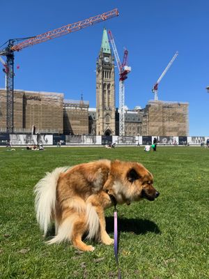 Image post by @tsukitheeurasier on Instagram