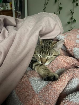 Image post by @kaitlinorsega on Instagram