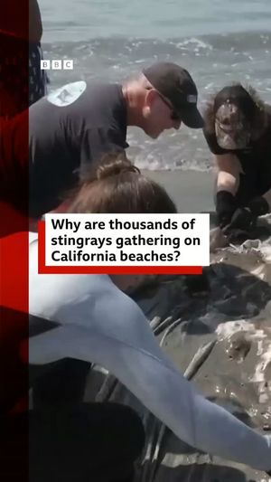 Image post by @bbcnews on Instagram