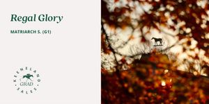 Image post by @keenelandsales on Twitter