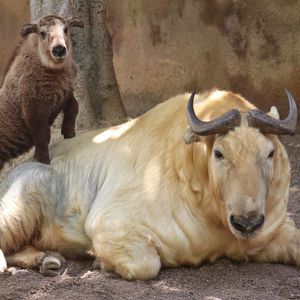 Image post by @sandiegozoo on Instagram