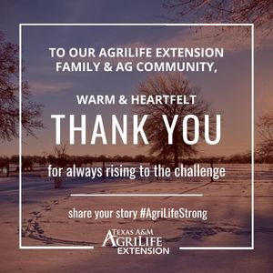 Image post by @txextension on Instagram