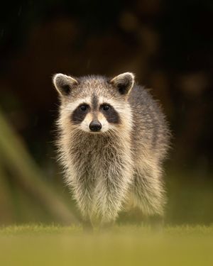 Image post by @AnimalPlanet on Twitter