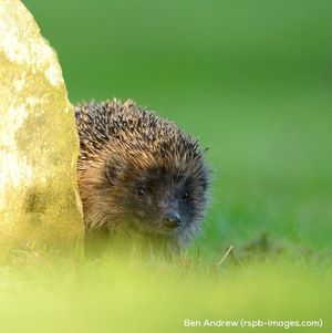 Image post by @rspb on Instagram