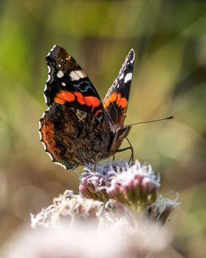 Image post by @rspb on Instagram