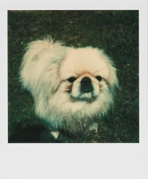 Image post by @whitneymuseum on Instagram