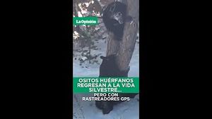 Video post by @laopinionla on YouTube