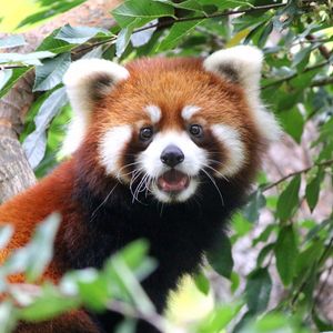 Image post by @sandiegozoo on Instagram