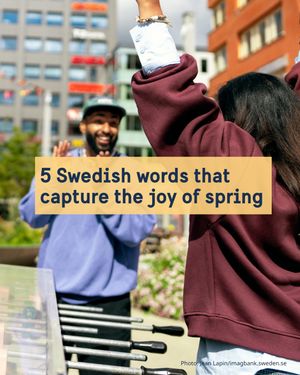 Image post by @swedense on Instagram