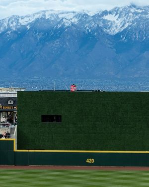 Image post by @saltlakebees on Instagram