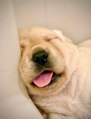 Image post by @canineorg on Instagram