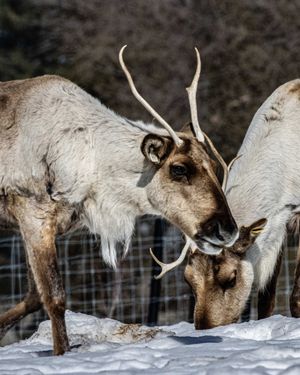 Image post by @thetorontozoo on Instagram