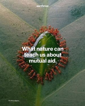 Image post by @green.anarchist on Instagram