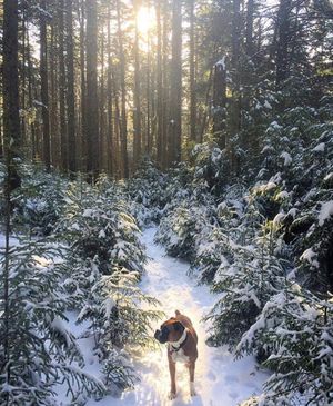 Image post by @themainemag on Instagram