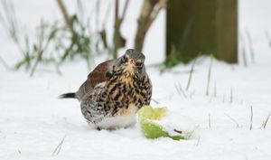 Image post by @rspb on Instagram