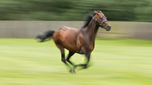 Image post by @juddmonte on Instagram