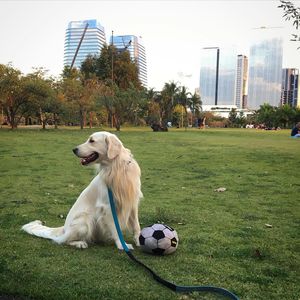 Image post by @mikethewhitegolden on Instagram