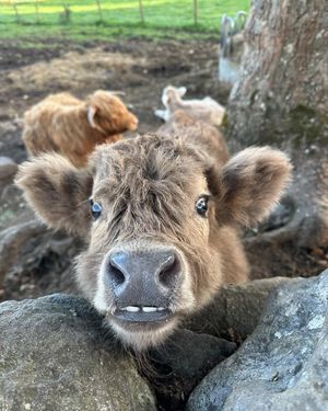 Image post by @visitscotland on Instagram