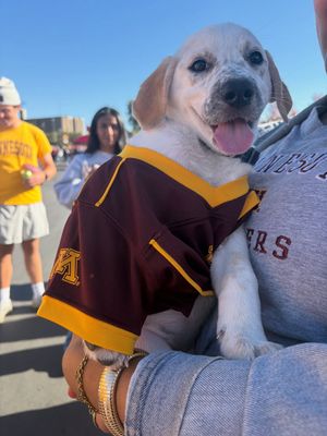 Image post by @barstoolgophers on Instagram