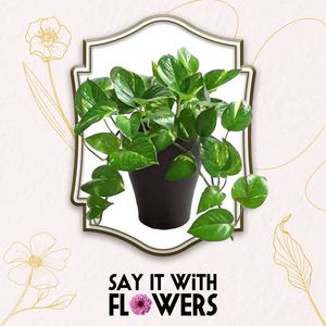 Image post by @sayitwithflowerspk on Facebook