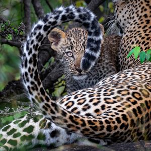 Image post by @bbcearth on Instagram