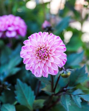 Image post by @rogersgardens on Instagram