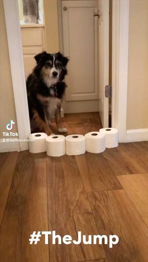 Video post by @petsmart on Instagram