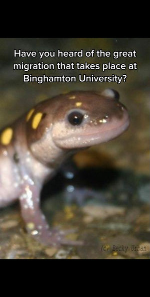 Video post by @binghamtonu on TikTok