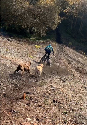 Video post by @redbullbike on TikTok