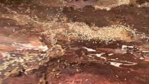 Video post by @TurnerPestControl on Facebook