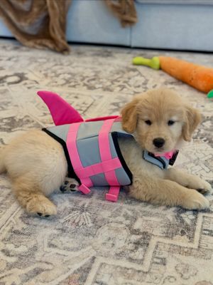 Image post by @pearl.the.golden.girl on Instagram