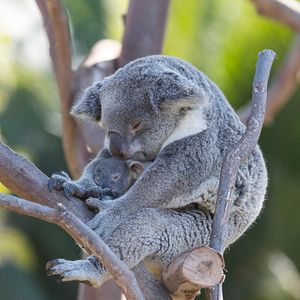 Image post by @sandiegozoo on Instagram