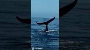 Video post by @chelsearhane on YouTube