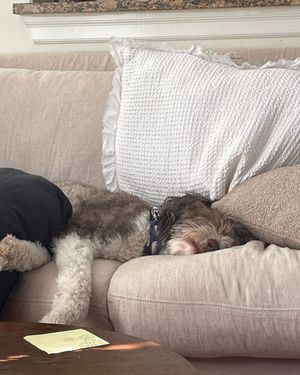 Image post by @floofy.coopy.doodle on Instagram