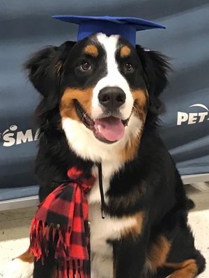 Image post by @petsmart on Instagram