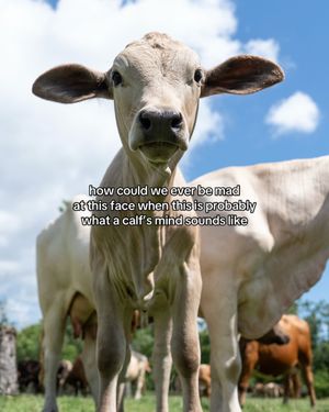 Video post by @rodeohouston on TikTok