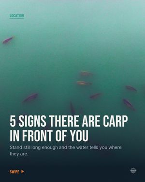Image post by @brothercarp on Instagram