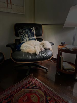 Image post by @jamieleecurtis on Instagram