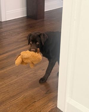 Image post by @thechonkychip on Instagram