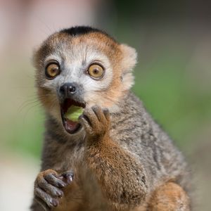 Image post by @animalplanet on Instagram