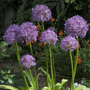 Image post by @ahs_gardening on Instagram