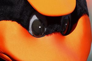 Image post by @OrioleBird on Twitter