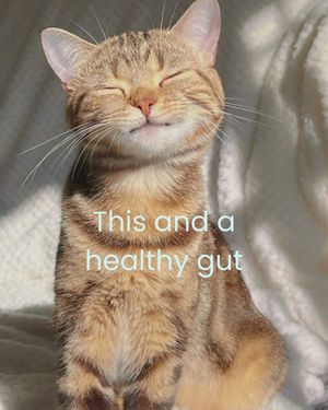Image post by @solidgoldpets on Instagram